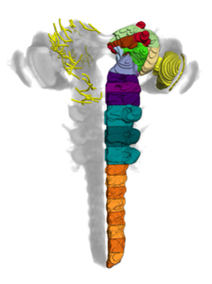 enlarge the image: Schematische Darstellung des Gehirns der Drosophila Larve