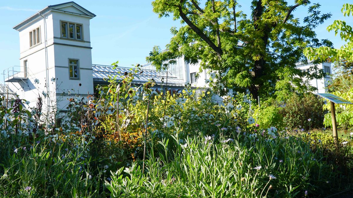 zur Vergrößerungsansicht des Bildes: Zu sehen ist das Azubi Beet des Botanischen Garten Leipzig