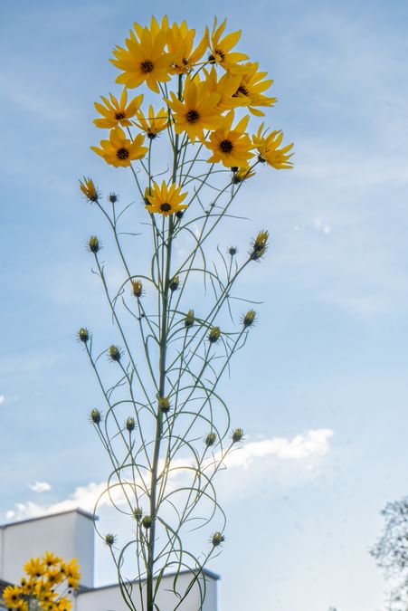 zur Vergrößerungsansicht des Bildes: Blütenstand der Weidenblättrige Sonnenblume (Helianthus salicifolius), Foto: Wolfgang Teschner