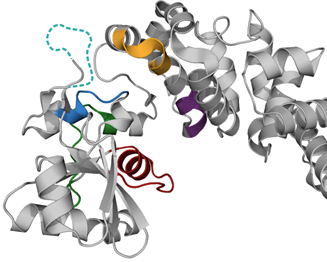 Kristallstruktur des CCA-addierenden Enzym von Bacillus stearothermophilus