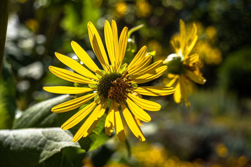 zur Vergrößerungsansicht des Bildes: Einzelne Blüte der durchwachsenen Silphie (Silphium perfoliatum), Foto: Wolfgang Teschner