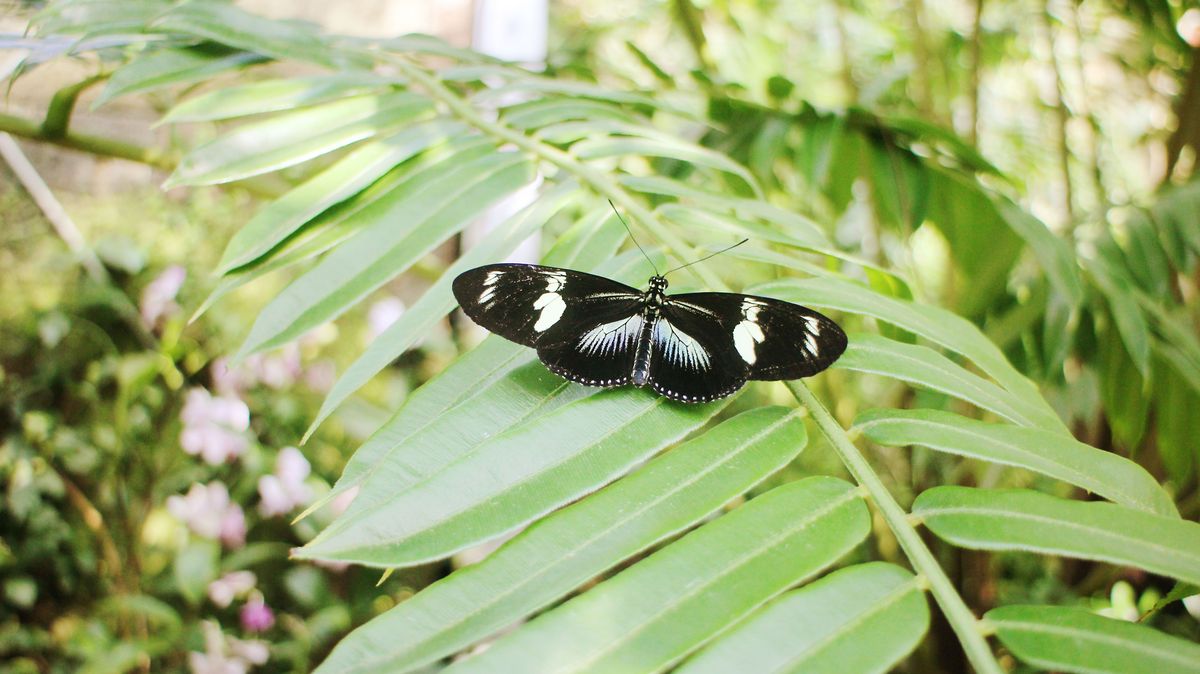 zur Vergrößerungsansicht des Bildes: Schmetterlingsfalter sitzt auf einem Blatt mit ausgebreiteten Flügeln.