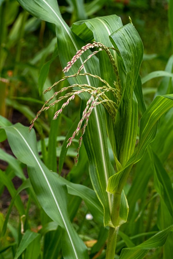 zur Vergrößerungsansicht des Bildes: Die männliche Blüte des Mais an einer Maispflanze