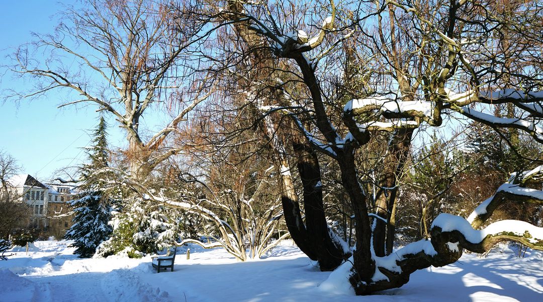 Chinesischer Judasbaum (Cercis chinensis) im Schnee, Foto: Botanischer Garten Leipzig
