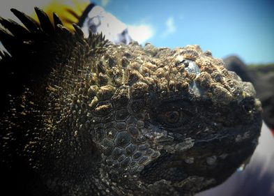 Die Meeresechsen stehen im Fokus des Forschungsprojekts von Doktorandin Denisse Dalgo auf den Galapagos-Inseln.