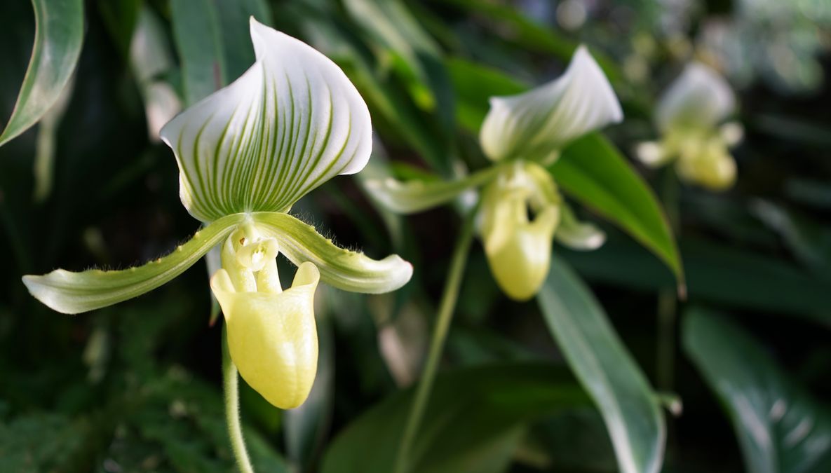 zur Vergrößerungsansicht des Bildes: Orchideenschau in den Gewächshäusern des Botanischen Gartens, Foto: Botanischer Garten Leipzig