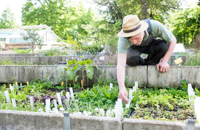 Ein Mitarbeiter des Botanischen Gartens Leipzig bei der Pflege von Jungpflanzen im Anzuchtbereich des Gartens.