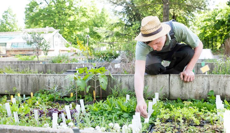 Ein Mitarbeiter des Botanischen Gartens Leipzig bei der Pflege von Jungpflanzen im Anzuchtbereich des Gartens.