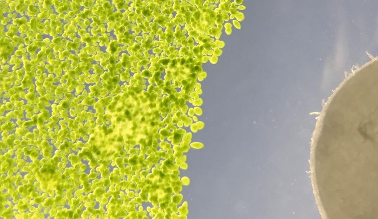 Mikroskopisches Bild der Grünalge Chlamydomonas reinhardtii mit einem Hemmhof durch Metabolite eines Bakteriums.