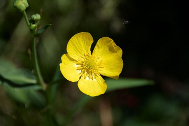 Die heimische Uferpflanze, der Hahnenfuß (Ranunculus lingua), der vielerorts durch Entw&auml;sserung und &Uuml;berd&uuml;ngung verschwunden ist, kann in G&auml;rtnereien als Topfpflanze bestellt und im Teich oder auf dem Balkon gehalten werden.