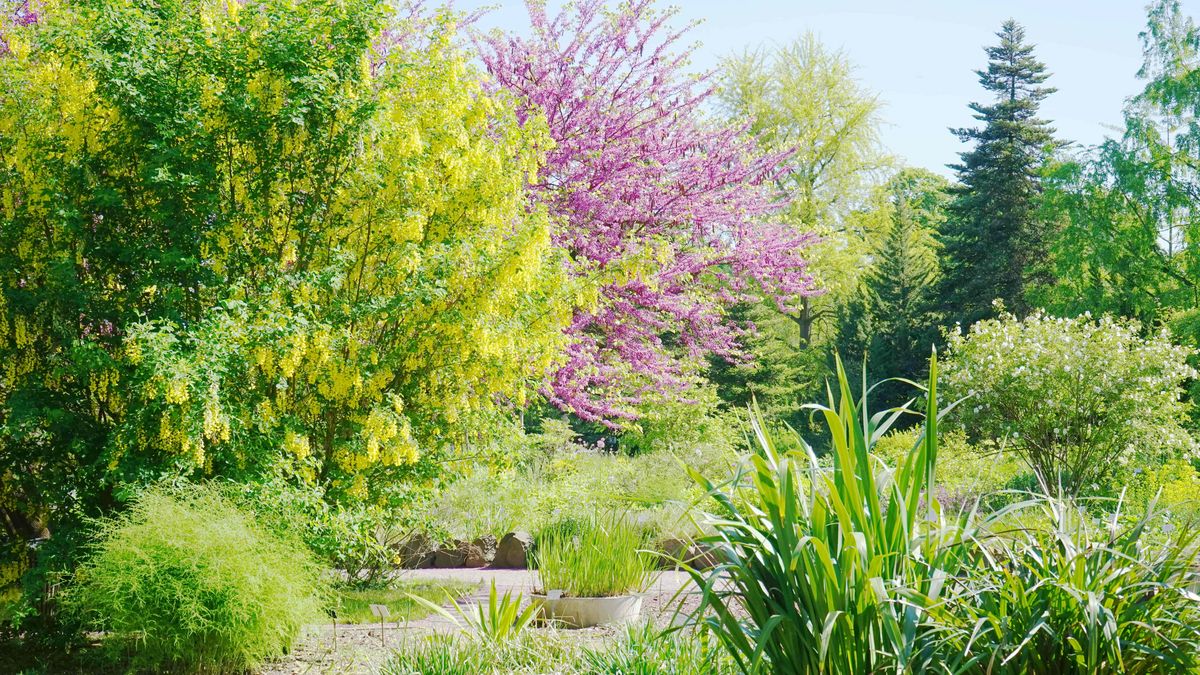 Blick auf den violett-purpur blühende Judasbaum (Cercis siliquastrum)) im Freigelände des Gartens.