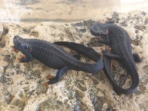 Taliang-Krokodilsmolch – Tylototriton taliangensis an Land im Aquarium 