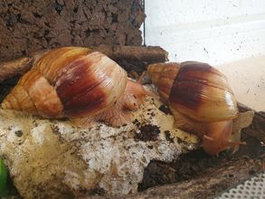 Achatschnecke – Achatina fulica 