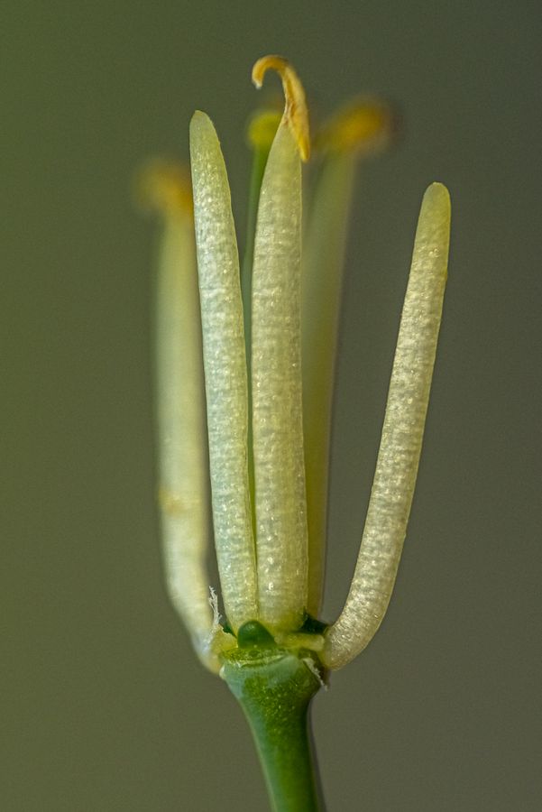 Detailaufnahme der Staubblätter des Wildkohls (Brassica oleracea var. oleracea)