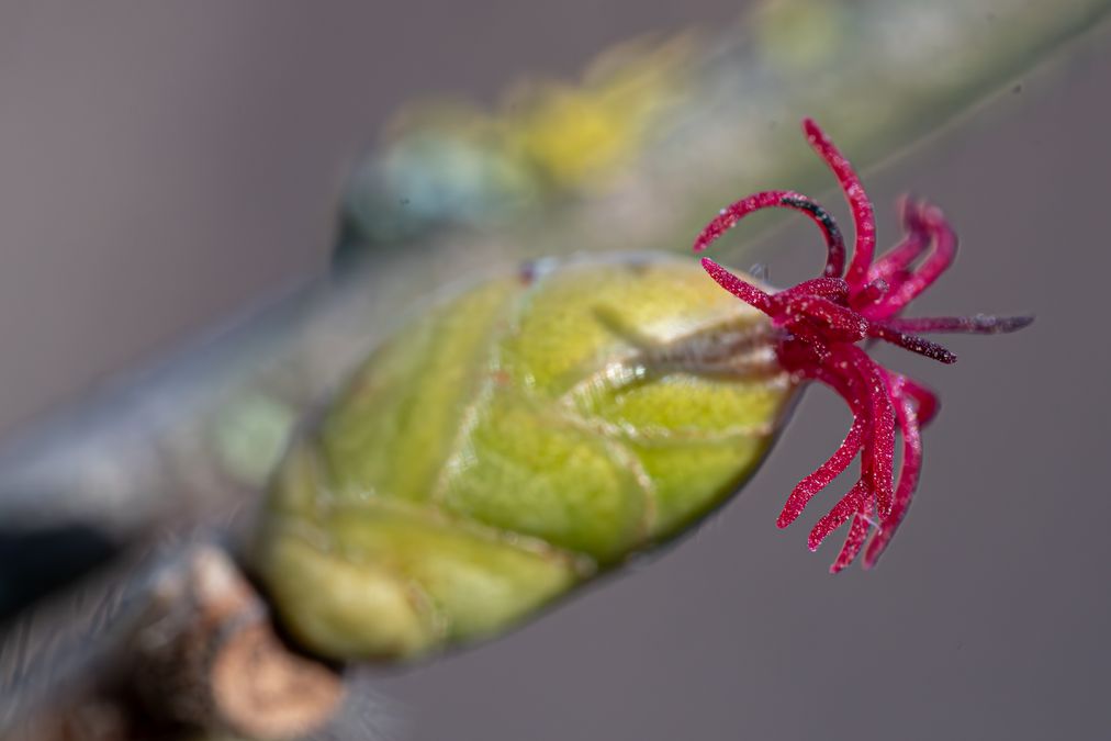 zur Vergrößerungsansicht des Bildes: Weibliche Blüte der Gemeinen Hasel (Corylus avellana), Foto: Wolfgang Teschner