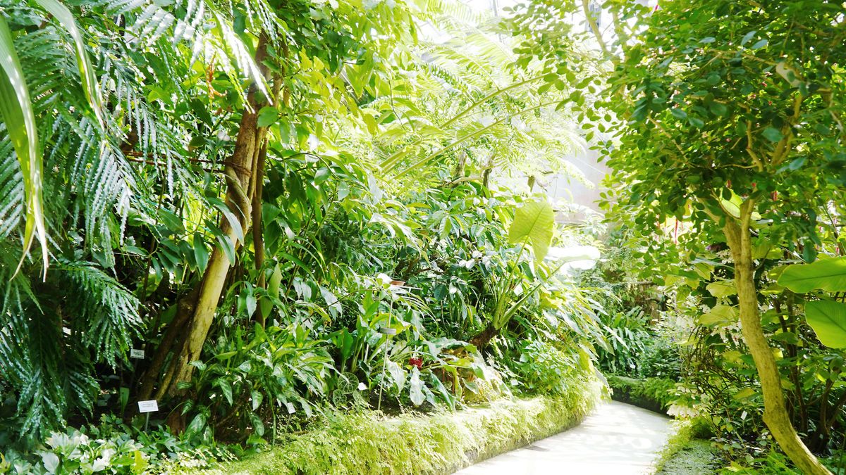 zur Vergrößerungsansicht des Bildes: Blick in eines der Gewächshäuser. Hier sind tropische Pflanzen aus den Regenwäldern Südamerikas zu erleben.