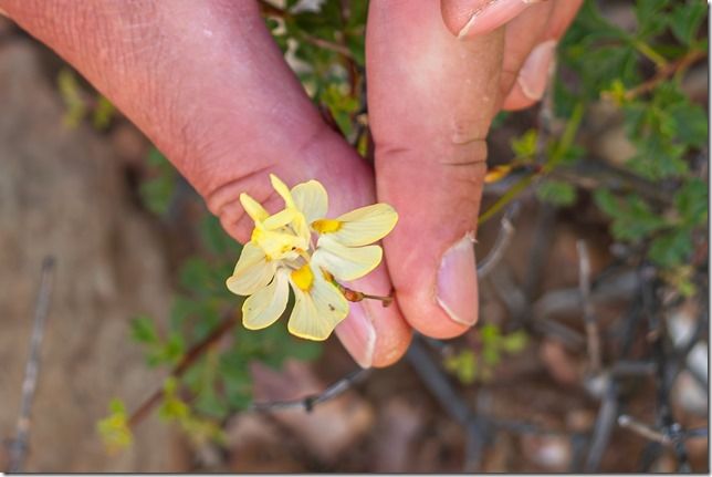 zur Vergrößerungsansicht des Bildes: Moraea fugax; Foto: Wolfgang Teschner