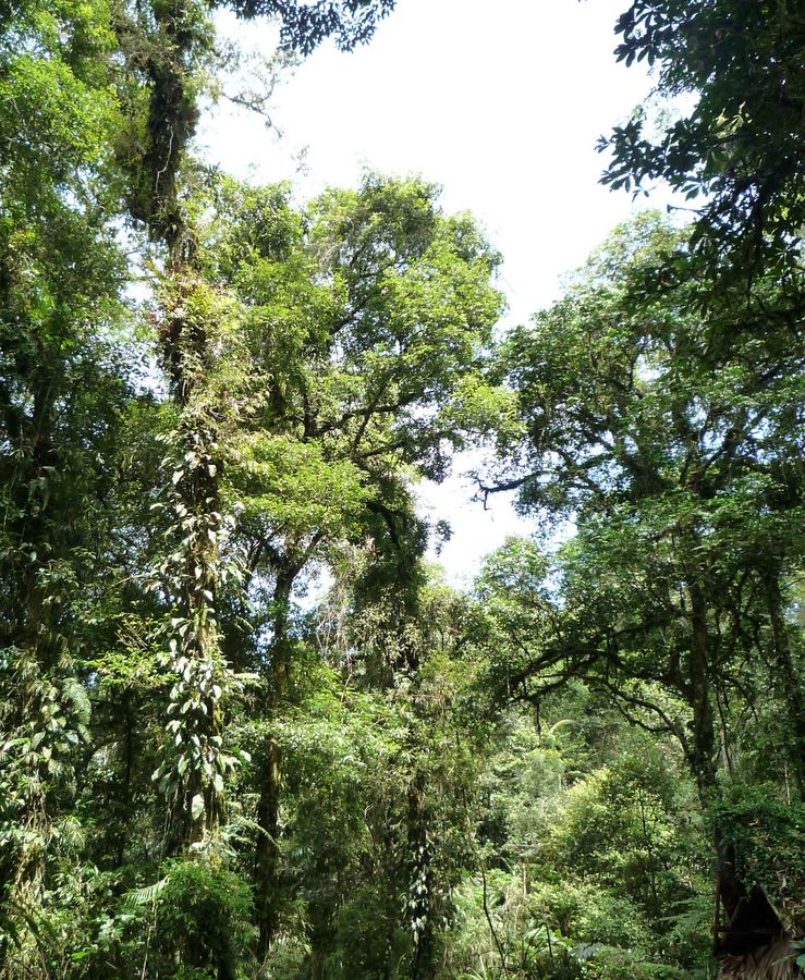 Blick in den tropischen Regenwald