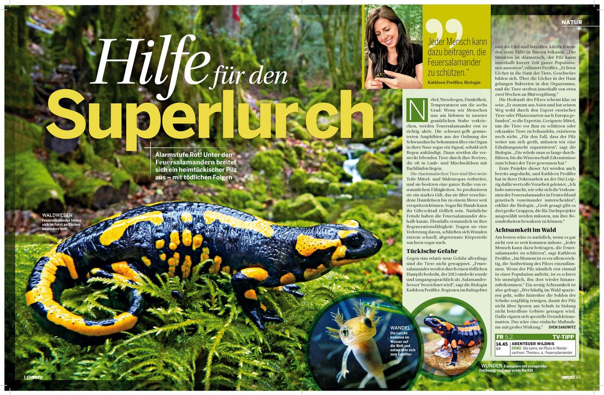 zur Vergrößerungsansicht des Bildes: Feuersalamander und Salamanderfresser, Bild: Vanessa Schulz