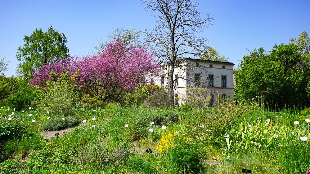 Blick über die Steppe mit blühemden Judasbaum (Cercis siliquastrum), Foto: Botanischer Garten Leipzig