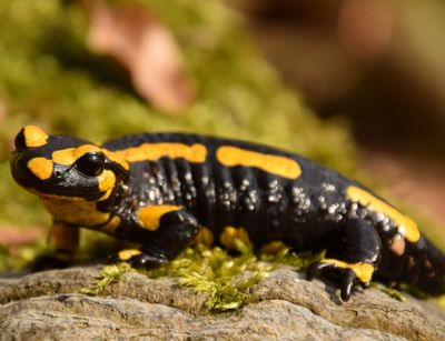 Feuersalamander im Harz