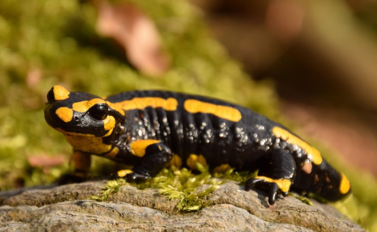 zur Vergrößerungsansicht des Bildes: Feuersalamander im Harz