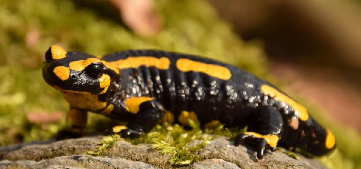 zur Vergrößerungsansicht des Bildes: Feuersalamander im Harz