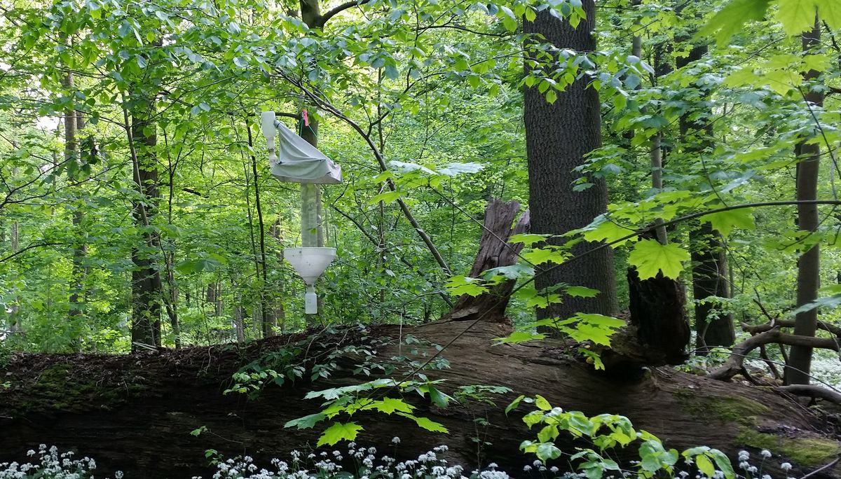 zur Vergrößerungsansicht des Bildes: Kreuzfensterfalle im Leipziger Auwald