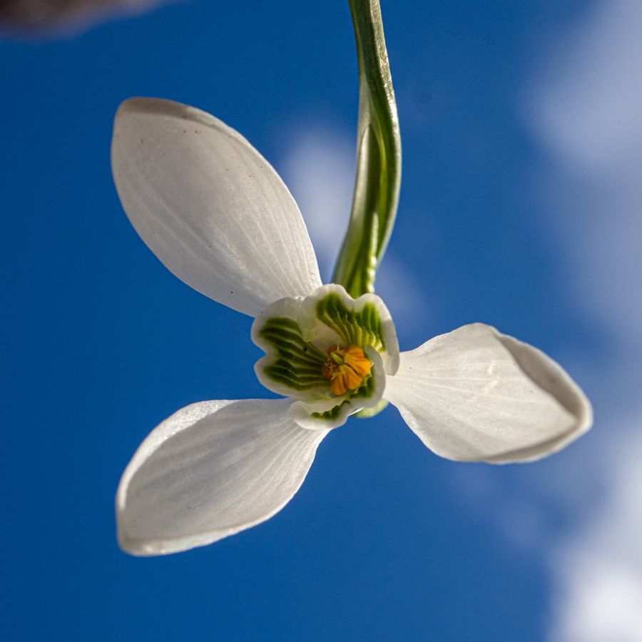 zur Vergrößerungsansicht des Bildes: Kleines Schneeglöckchen (Galanthus nivalis); Foto: Wolfgang Teschner