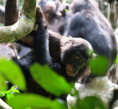 Bonobos possess a repertoire of 28 distinct facial movements. Photo: Franziska Wegdell/Kokolopori Research Project