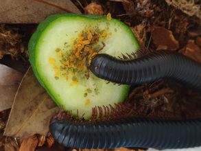 Afrikanische Riesentausendfüßer bei der Nahrungsaufnahme