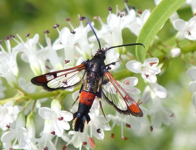 Weiden-Glasflügler (Synanthedon formicaeformis) im Botanischen Garten Leipzig, Foto: Maik Hausotte.