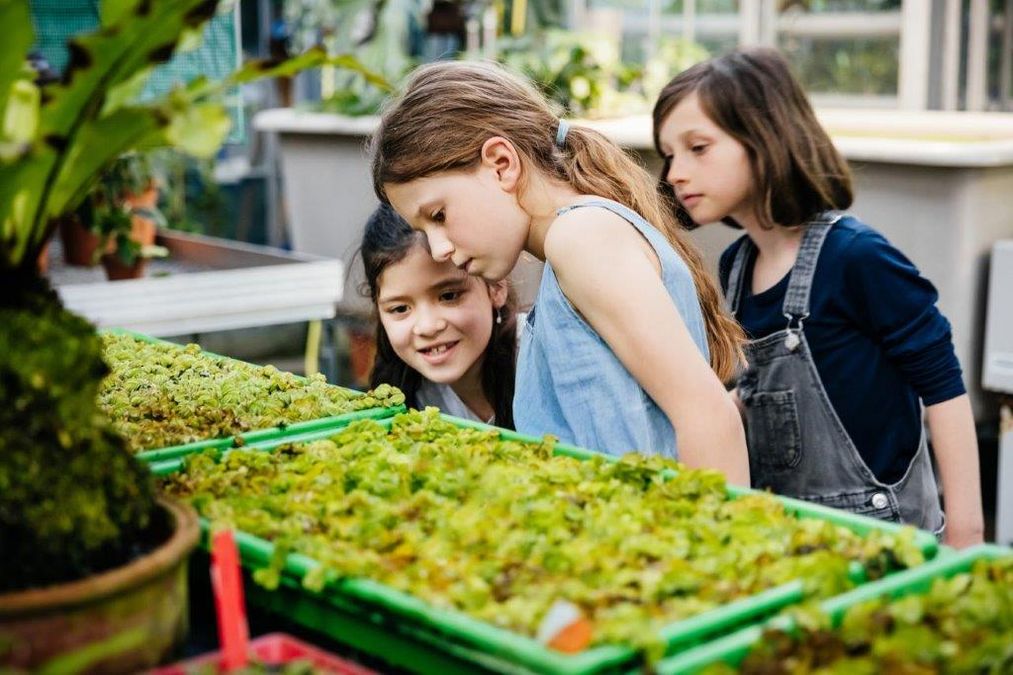 zur Vergrößerungsansicht des Bildes: Planzen sind spannend, hier die Blätter von Salvinia. Foto: feinesbild.de