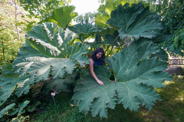 Mammutblatt (Gunnera manicata)