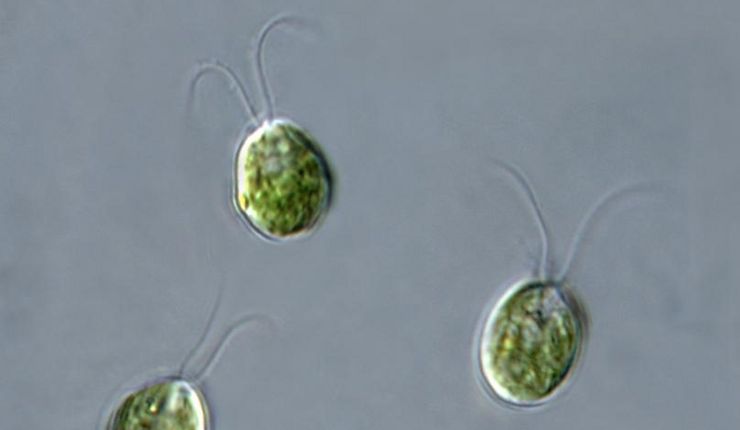 Microscopic picture of the model organism and green alga Chlamydomonas reinhardtii.