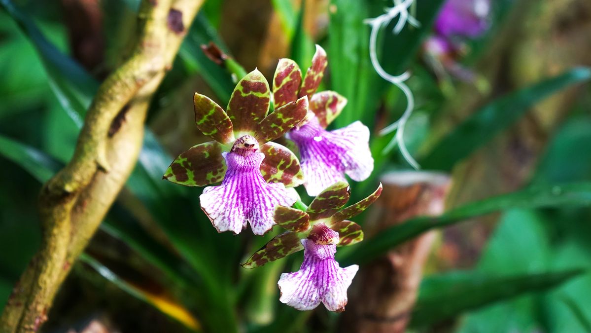 zur Vergrößerungsansicht des Bildes: Orchideenschau im Botanischen Garten der Universtät Leipzig; Foto: Botanischer Garten Leipzig