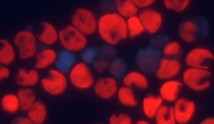 Mikroskopisches Bild von Algenzellen, die eine rote Chlorophyllfluoreszenz zeigen. 