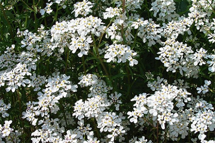 Die Bittere Schleifenblume (Iberis amara) ist laut Roter Liste in Deutschland ausgestorben, kommt aber noch vereinzelt in st&auml;dtischen Gebieten vor und ist bei vielen Gartenanbietern erhältlich.