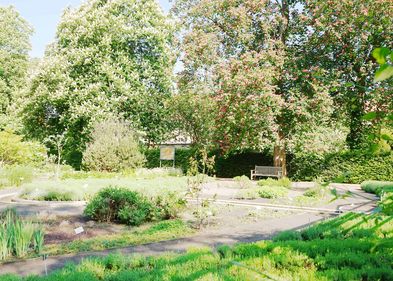 Blick in den systematischen Teil des Apothekergartens. In der Mitte des Bildes ist die Bepflanzung mit verschiedenen Lavendelarten erkennbar.