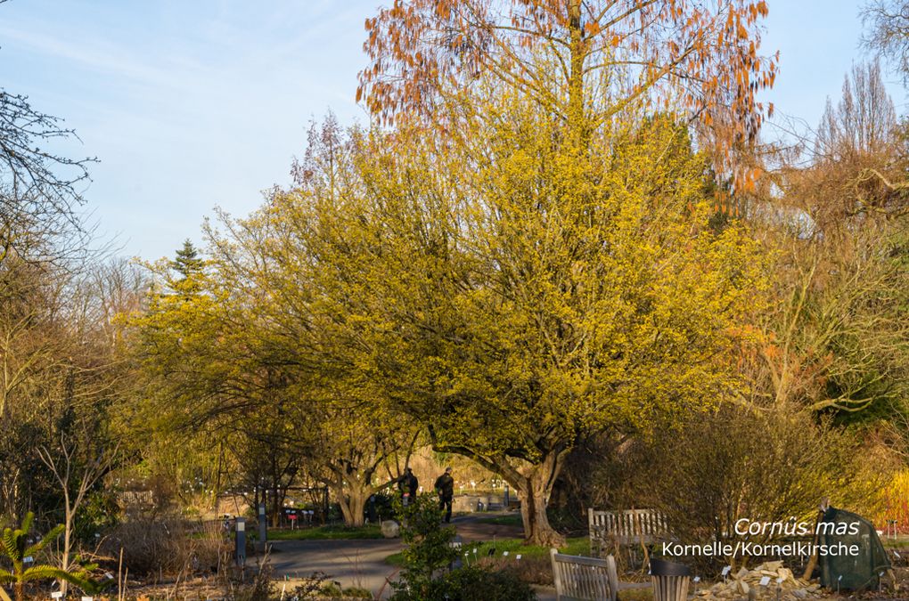 zur Vergrößerungsansicht des Bildes: Die Kornelkirsche (Cornus mas), Foto: Wolfgang Teschner