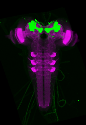 enlarge the image: Darstellung des larvalen Pilzkörpers im Gehirn von Drosophila