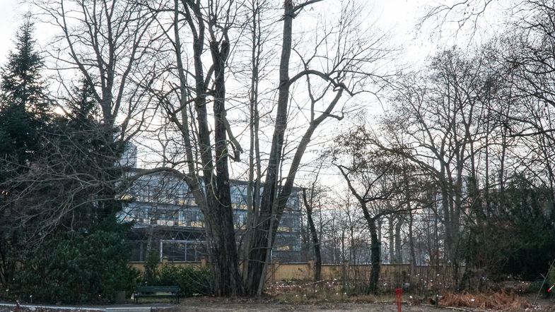 Kaukasische Flügelnuss (Pterocarya fraxinifolia) Stand: Januar 2024, Foto: Botanischer Garten Leipzig