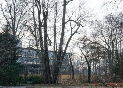 Kaukasische Flügelnuss (Pterocarya fraxinifolia) Stand: Januar 2024, Foto: Botanischer Garten Leipzig