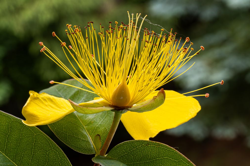 zur Vergrößerungsansicht des Bildes: Blüte des Großkelchigen Johanniskrauts (Hypericum calycinum); Foto: Wolfgang Teschner