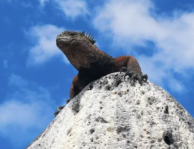 Meerechse auf den Galapagos-Inseln