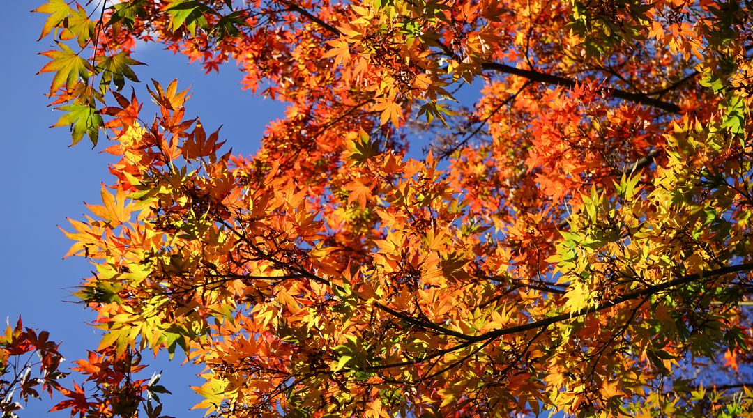 Herbstfärbung des Fächerahorns (Acer palmatum), Foto: Botanischer Garten Leipzig
