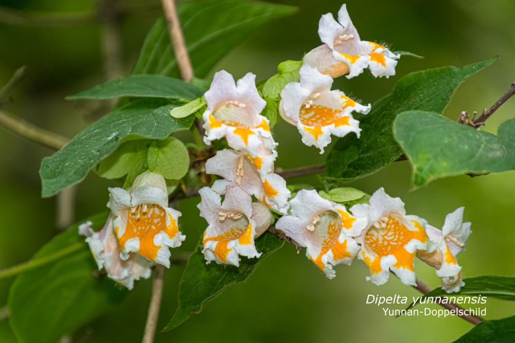 zur Vergrößerungsansicht des Bildes: Yunnan-Doppelschild (Dipelta yunnanensis), Foto: Wolfgang Teschner