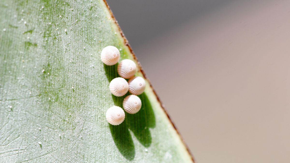 zur Vergrößerungsansicht des Bildes: Sechs Eier eines Bananenfalters (Caligo eurilochus) auf der Unterseite eines Blattes.