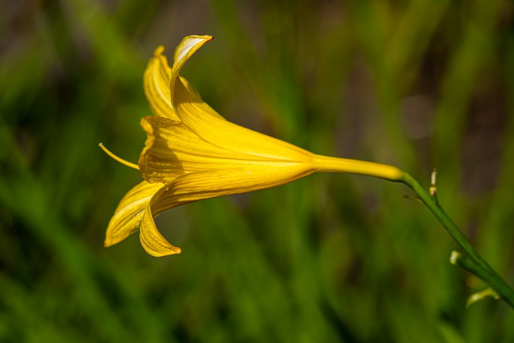 zur Vergrößerungsansicht des Bildes: Blüte der Taglilie (Hemerocallis dumortieri), Foto: Wolfgang Teschner