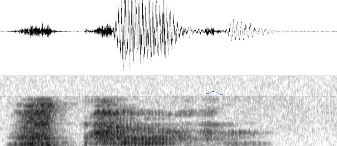 Abgebildet sind ein Oszillogramm und ein Spektogramm, in dem das akustische Signal einer sprachlichen Äußerung zu sehen ist.